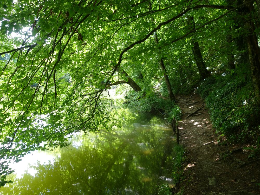 Pfad am Tobelweiher