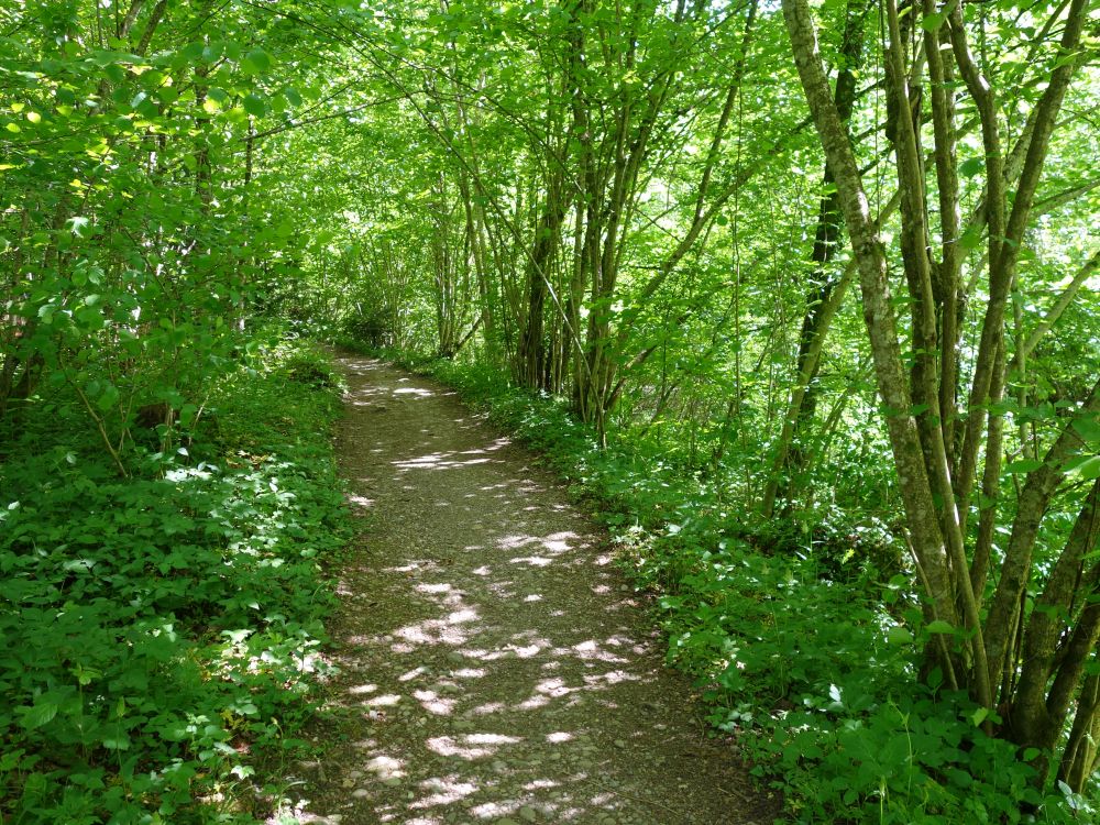 Guyer-Zeller-Weg