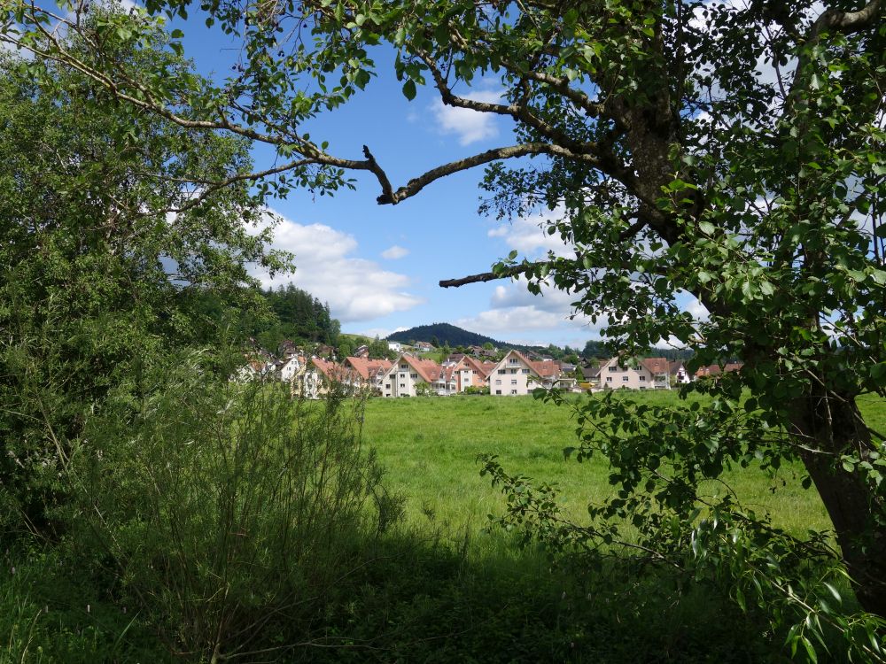 Hittnau zwischen den Bäumen