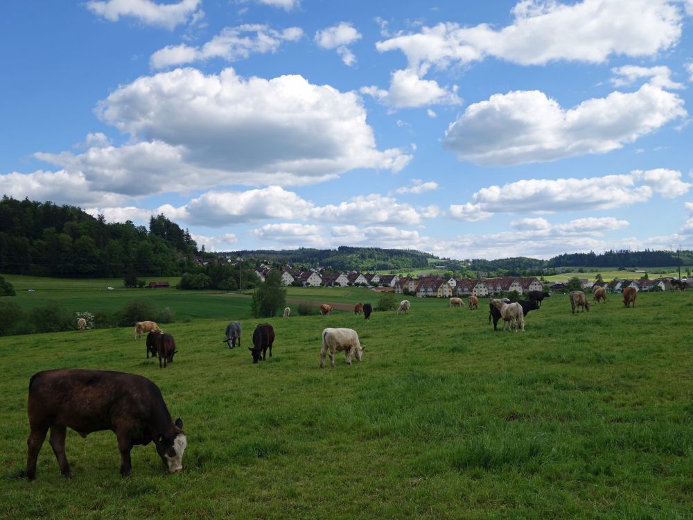 Kuhherde und Hittnau
