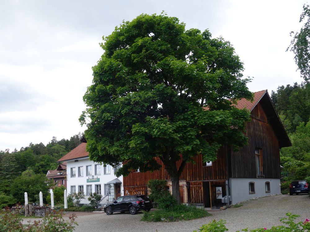 Restaurant zur frohen Aussicht