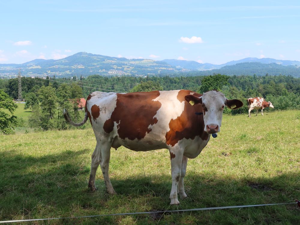 Kuh mit Bachtel im Hintergrund