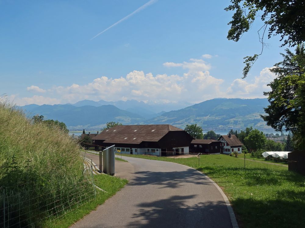 Blick über den Zürchersee zu den Glarner Alpen