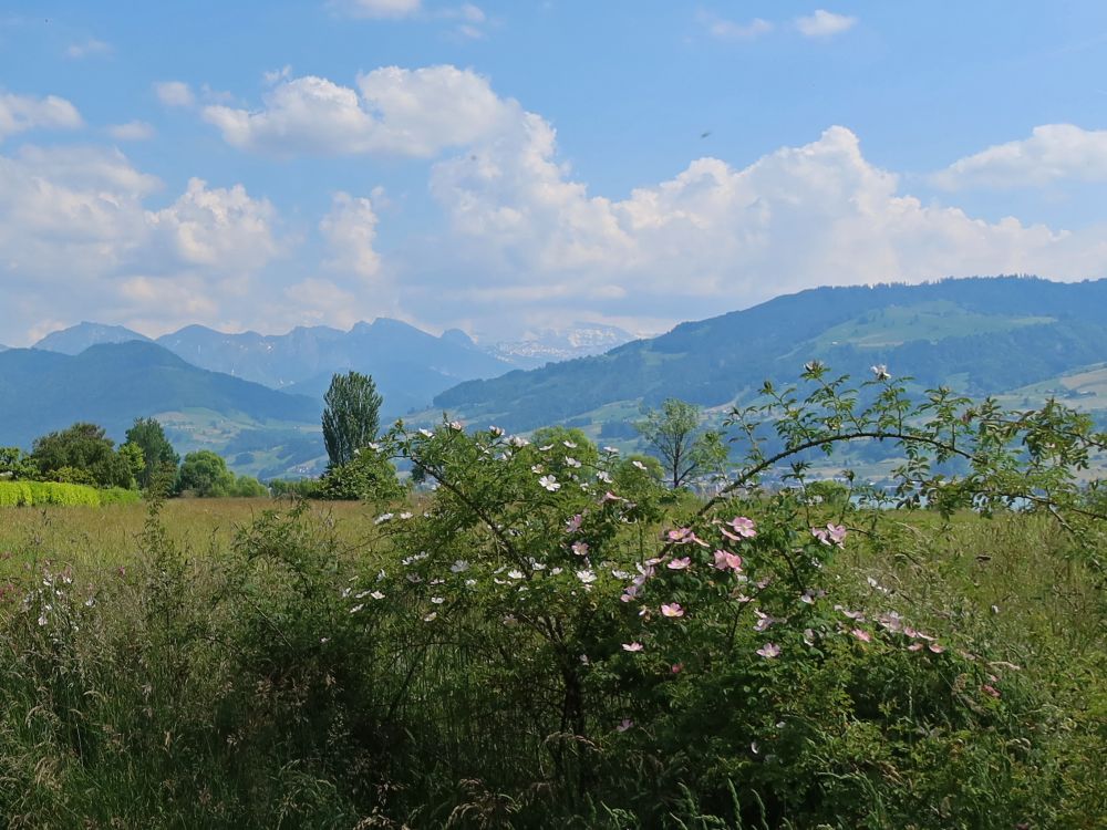 Wildrosen und Glarner Alpen