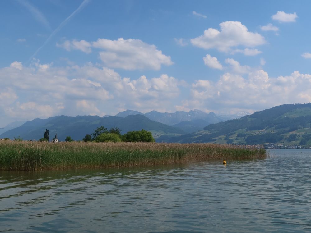 Schilf am Seeufer und Glarner Alpen