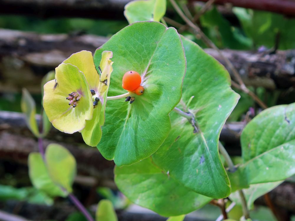 Gartengeissblatt