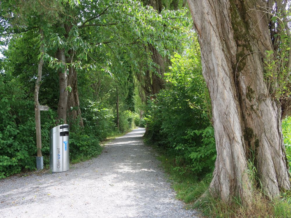 Allee am Bettenauer Weiher