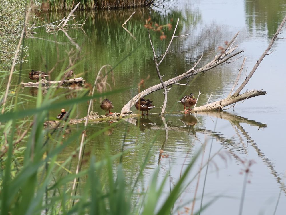 Enten auf Totholz