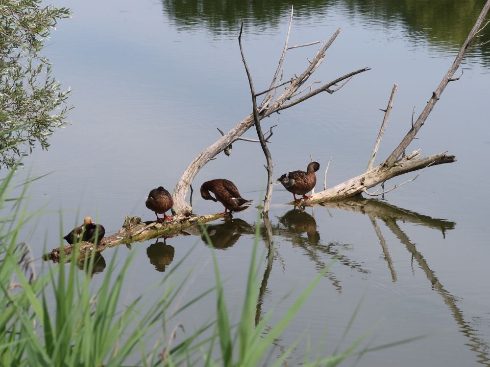 Enten auf Totholz