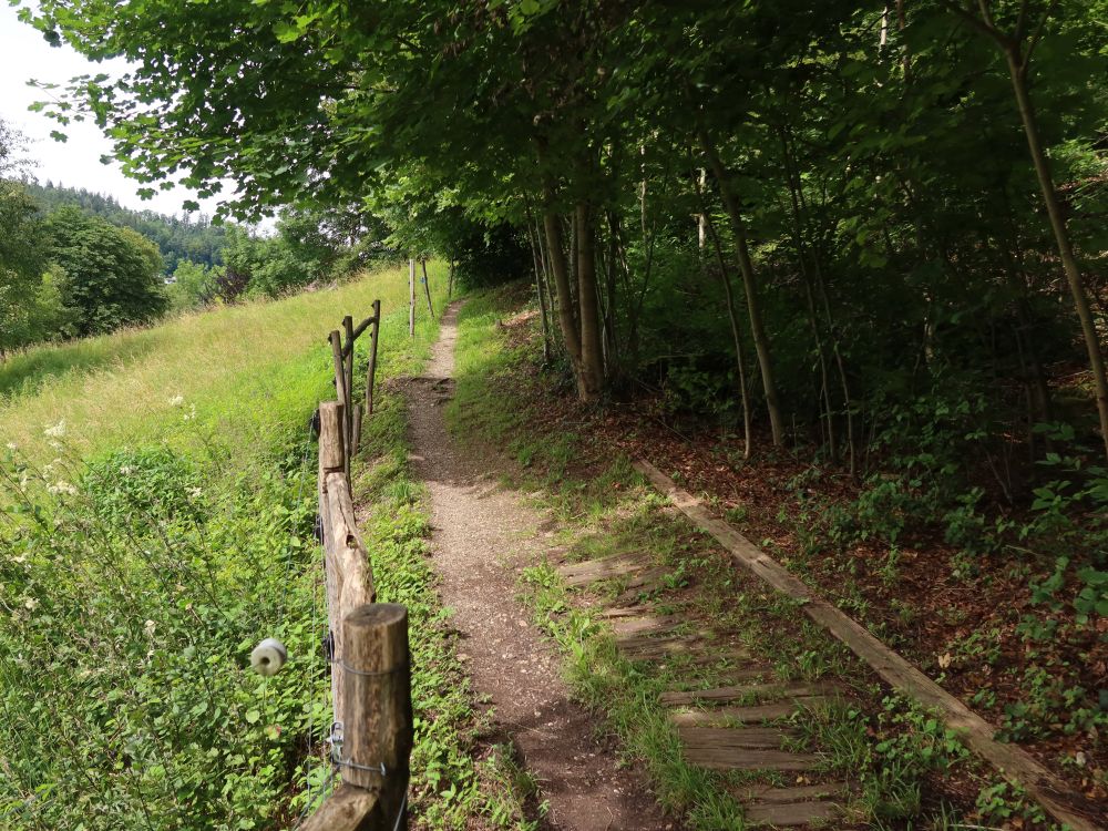 Pfad am Buechwald