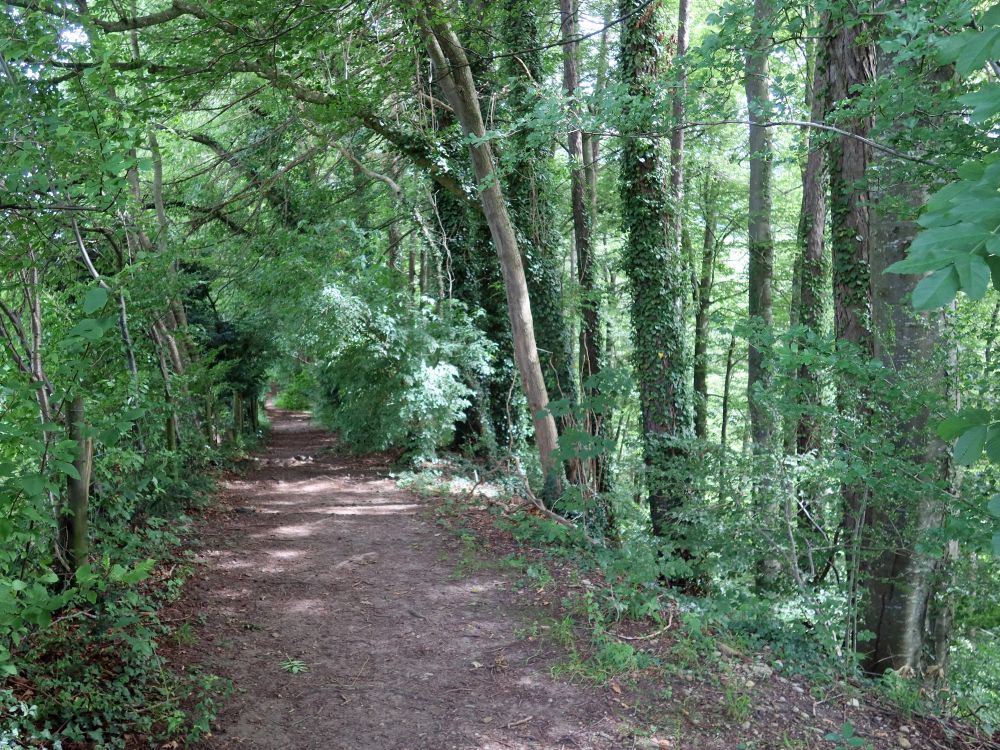 Pfad im Buechwald