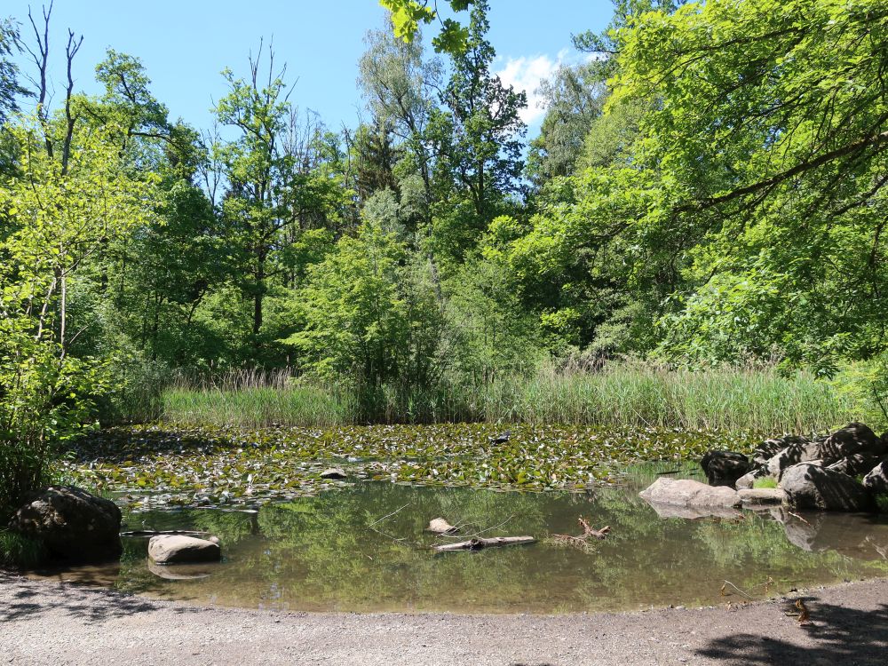 Waldweiher