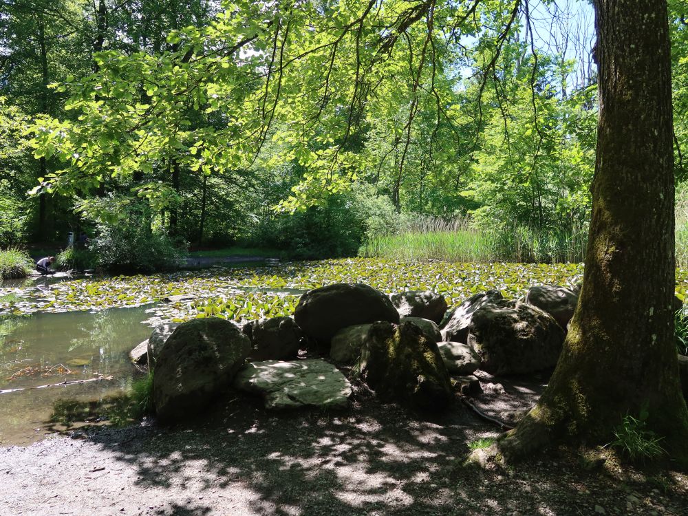 Steine am Waldweiher