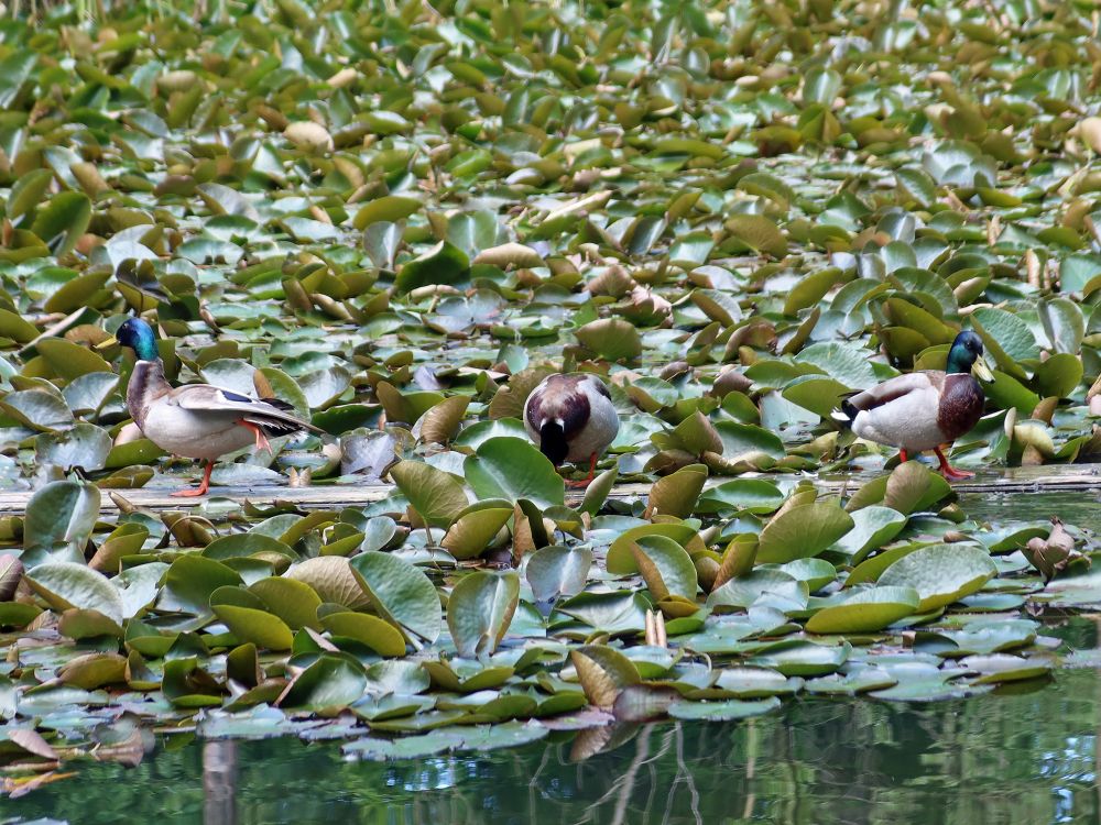 Enten auf Seerosenblätter