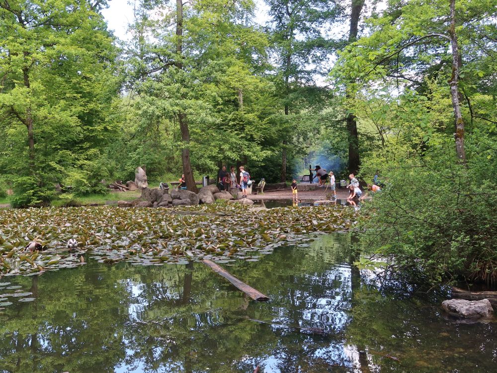 Treiben am Waldweiher