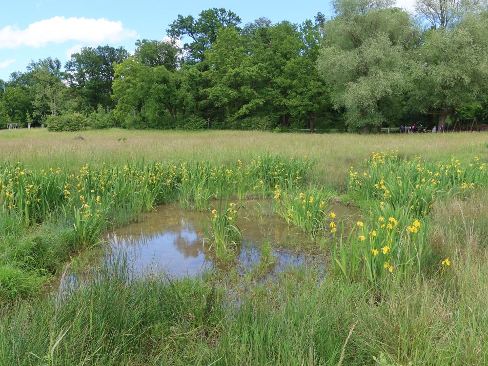 Teich mit Lilien