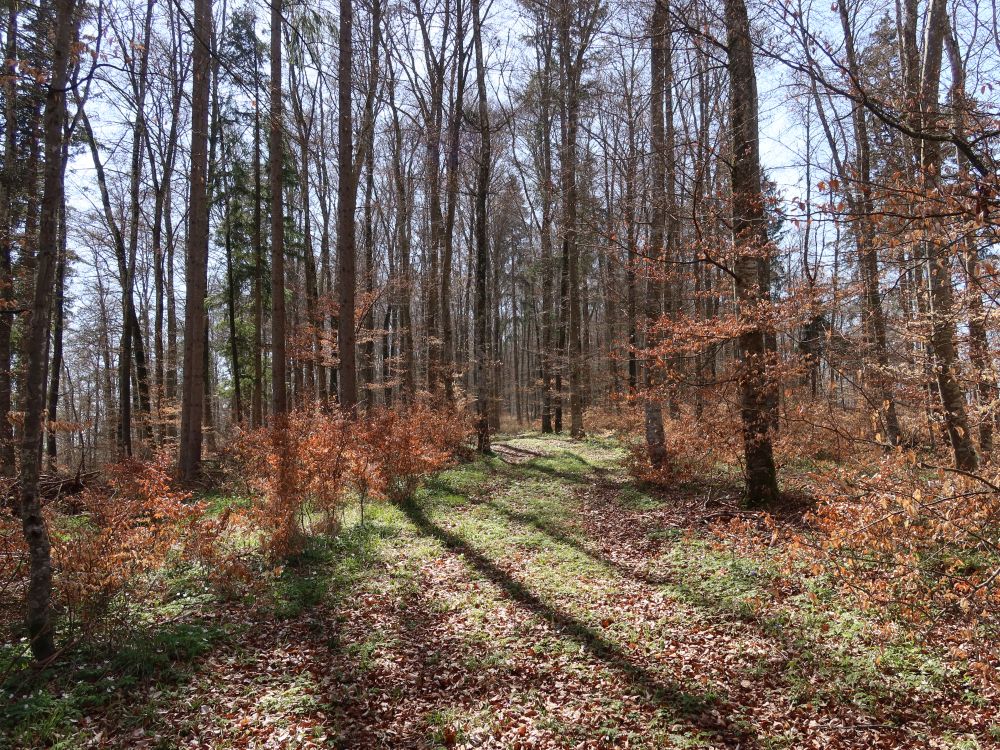 Waldweg