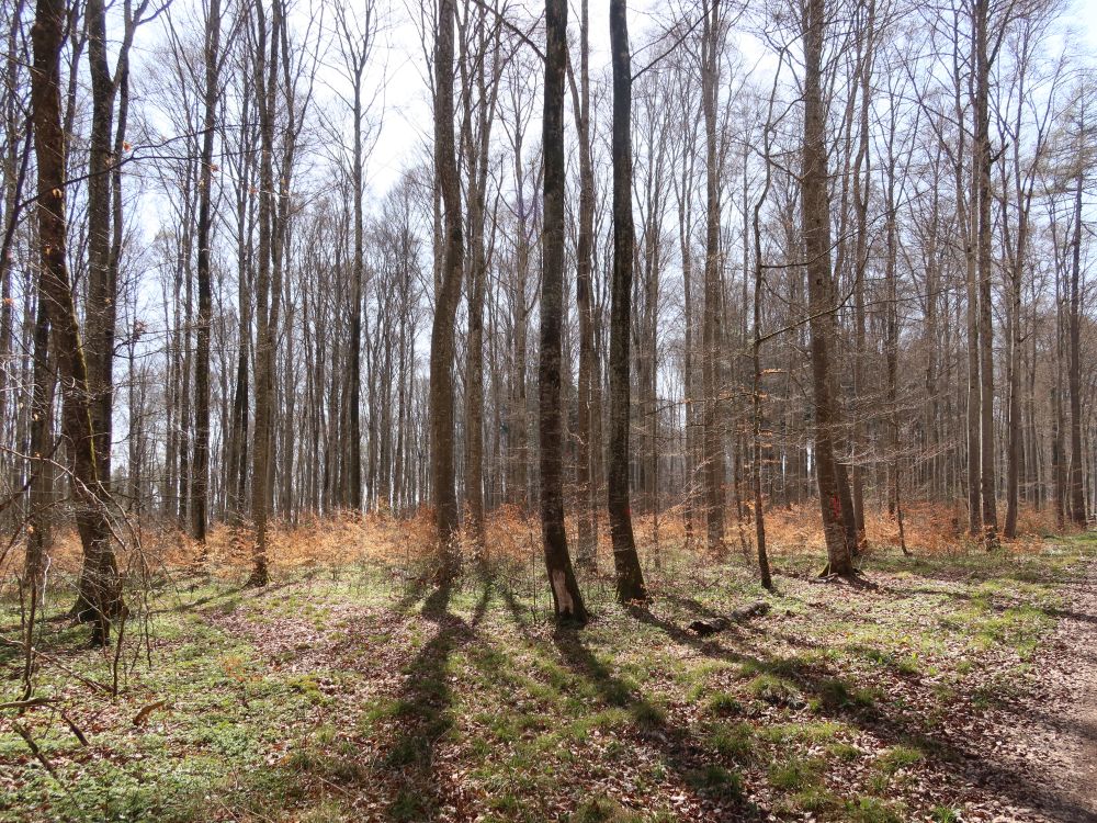 Laubwald ohne Laub