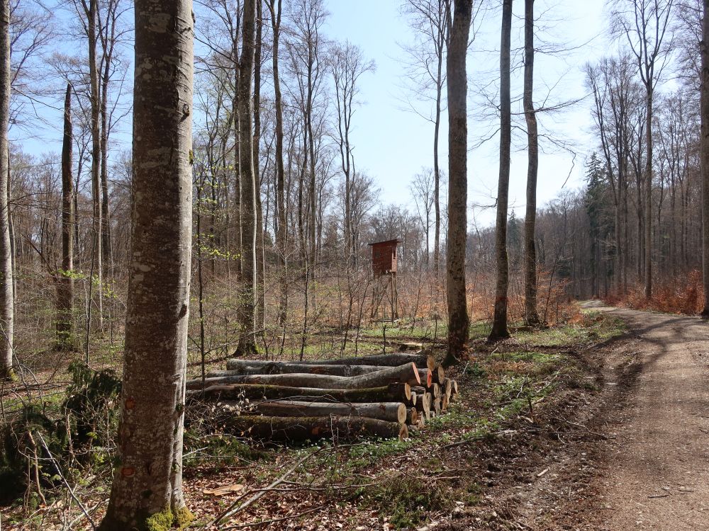 Holzschlag und Jägerstand