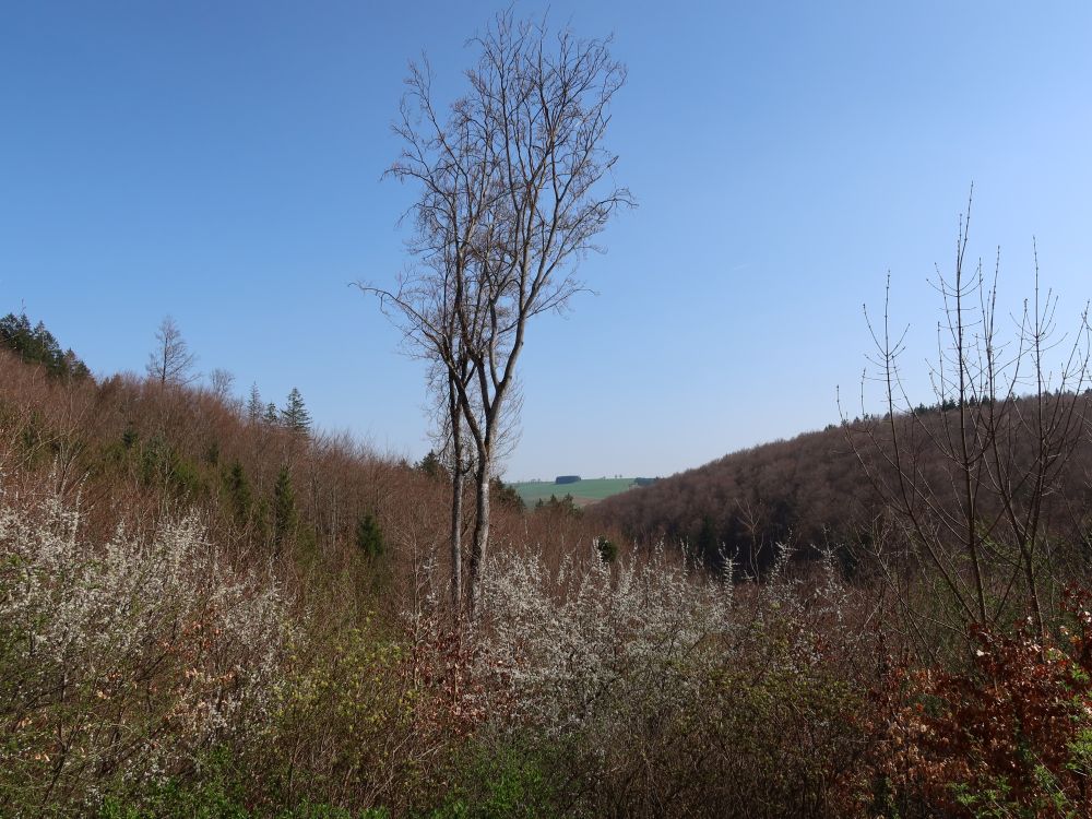 Blick über den Bäumen