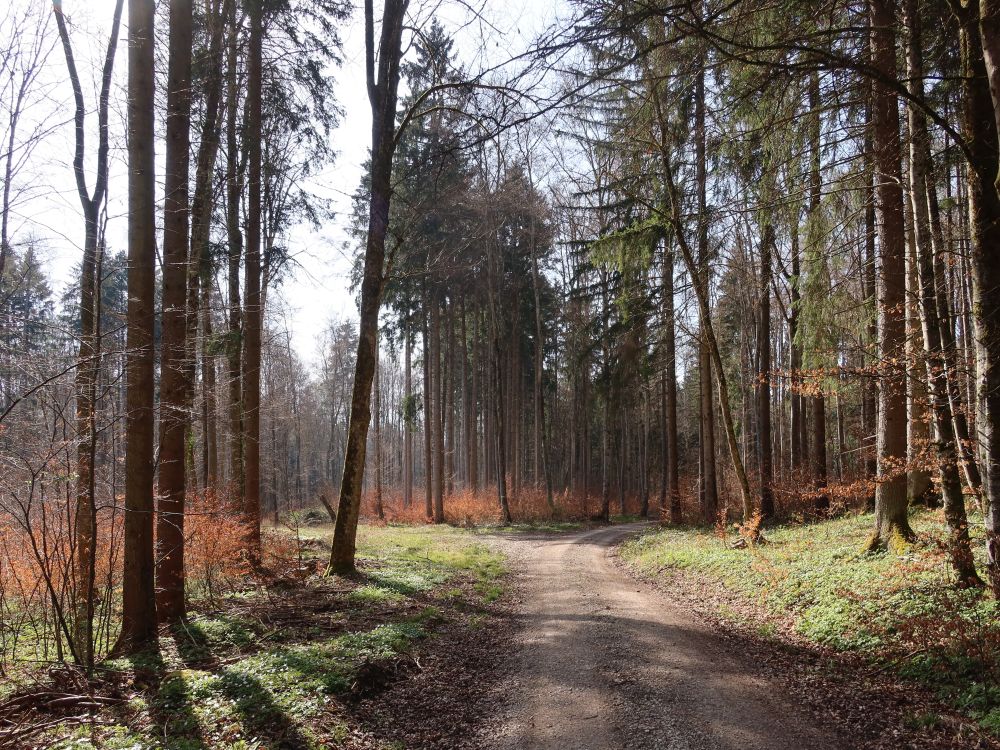 Waldweg