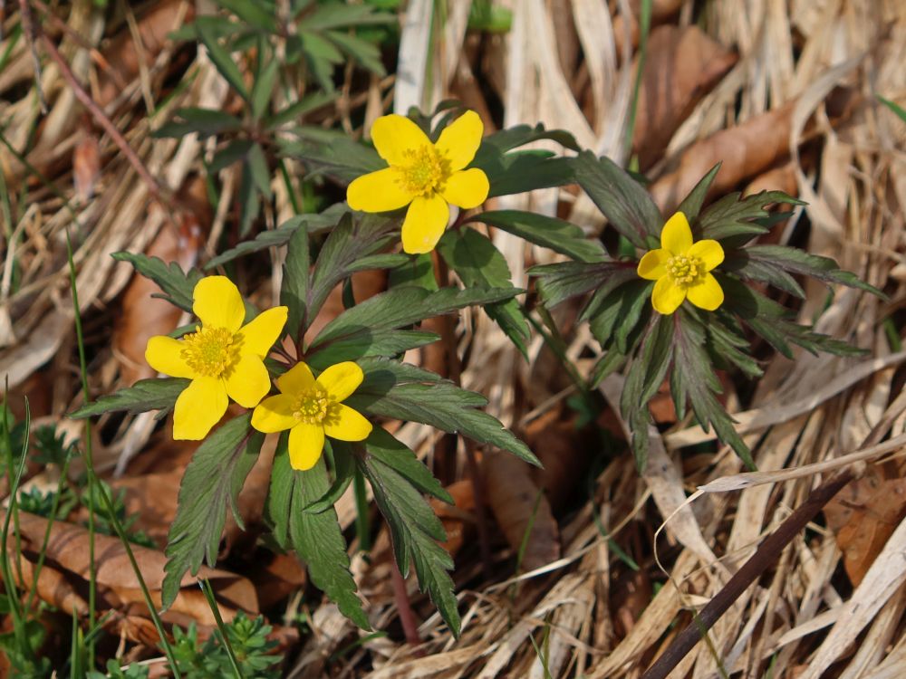 Gelbes Windröschen