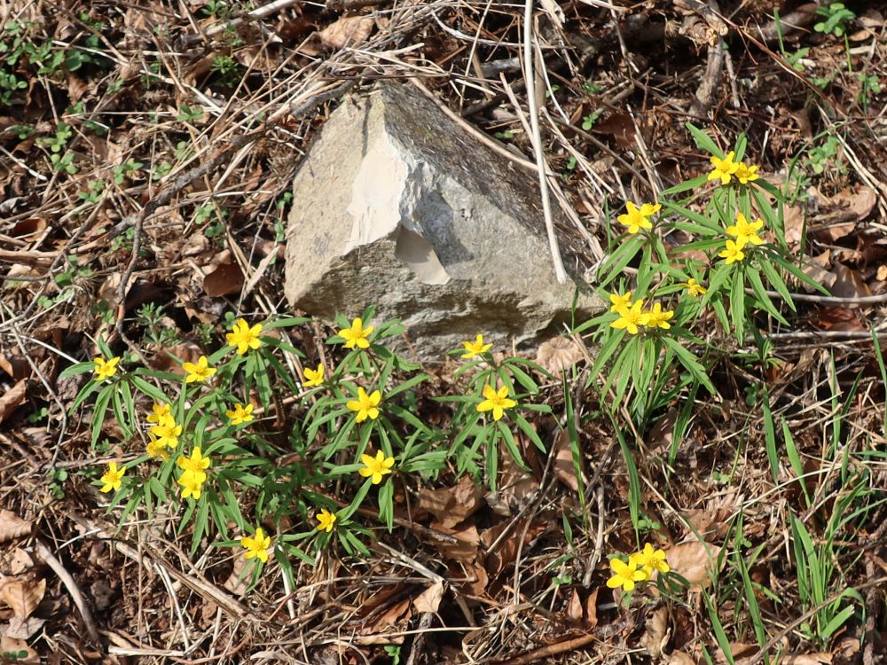 Gelbe Buschwindröschen