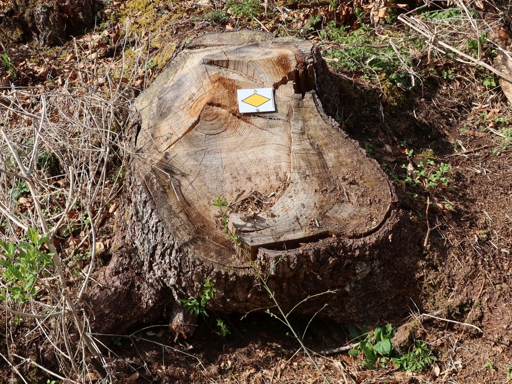 Baumstumpf mit Wegmarkierung
