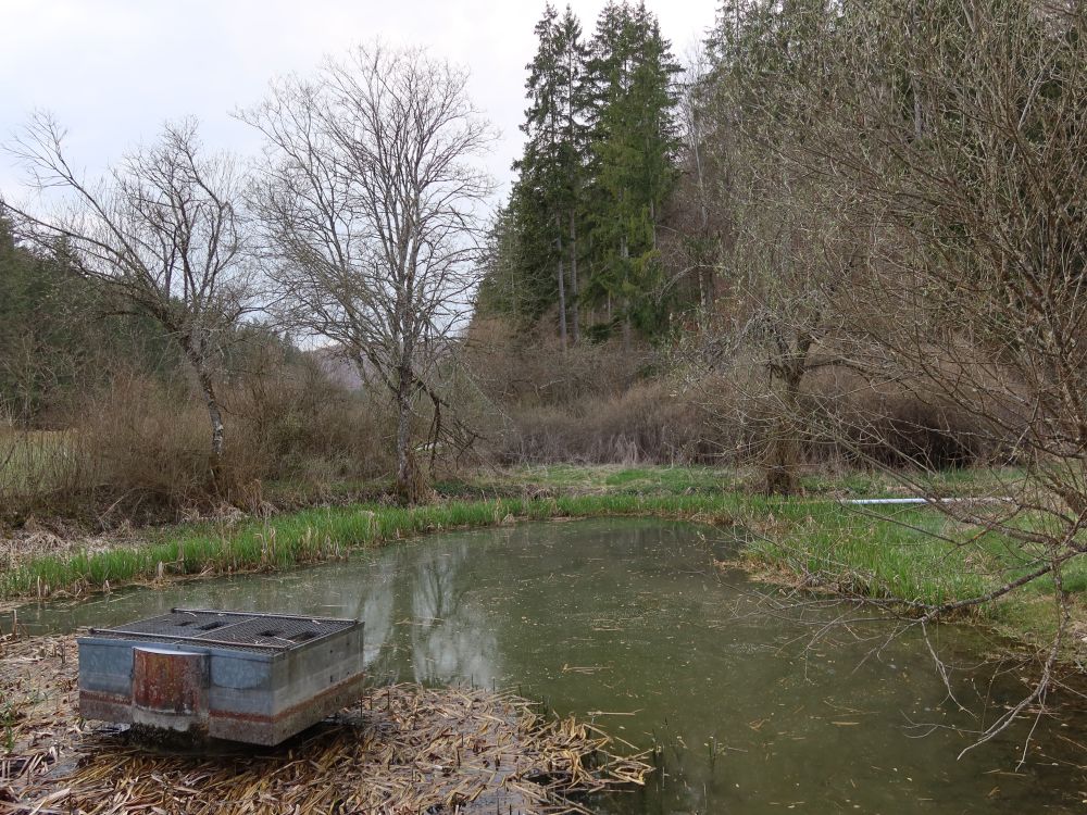 Teich im Pfaffental