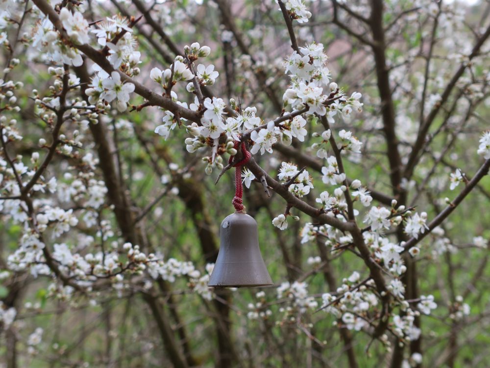 Glocke an blühendem Schlehdorn