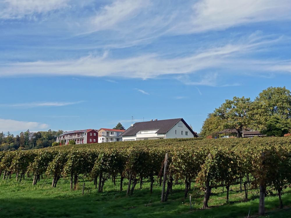 Weingut Röhrenbach