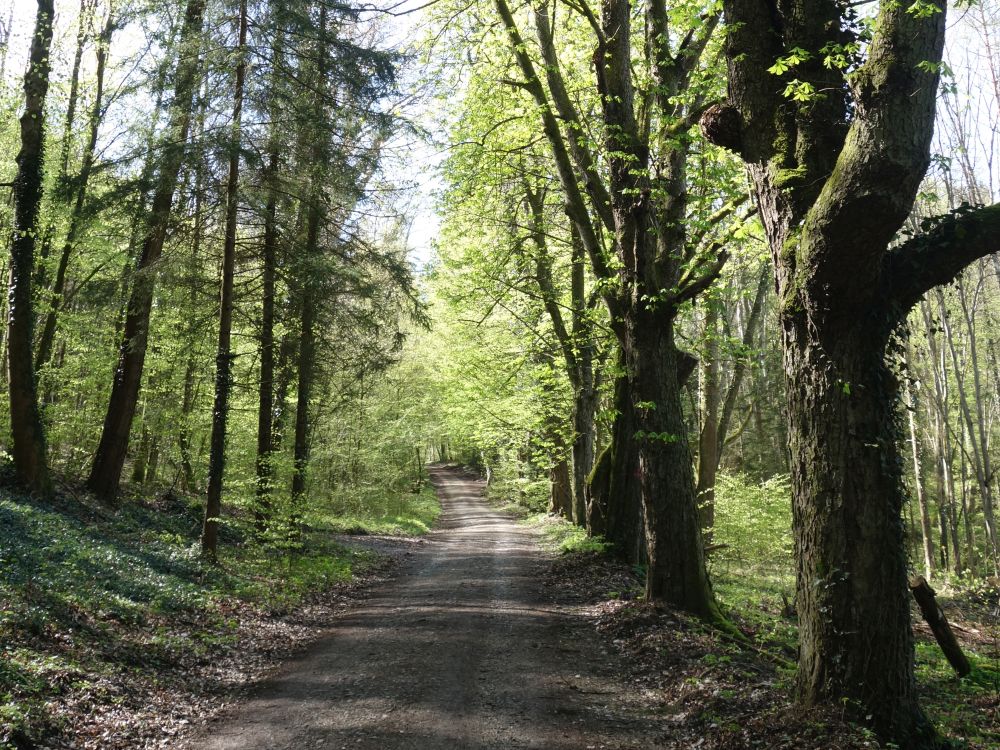 Waldweg in Mainauwald