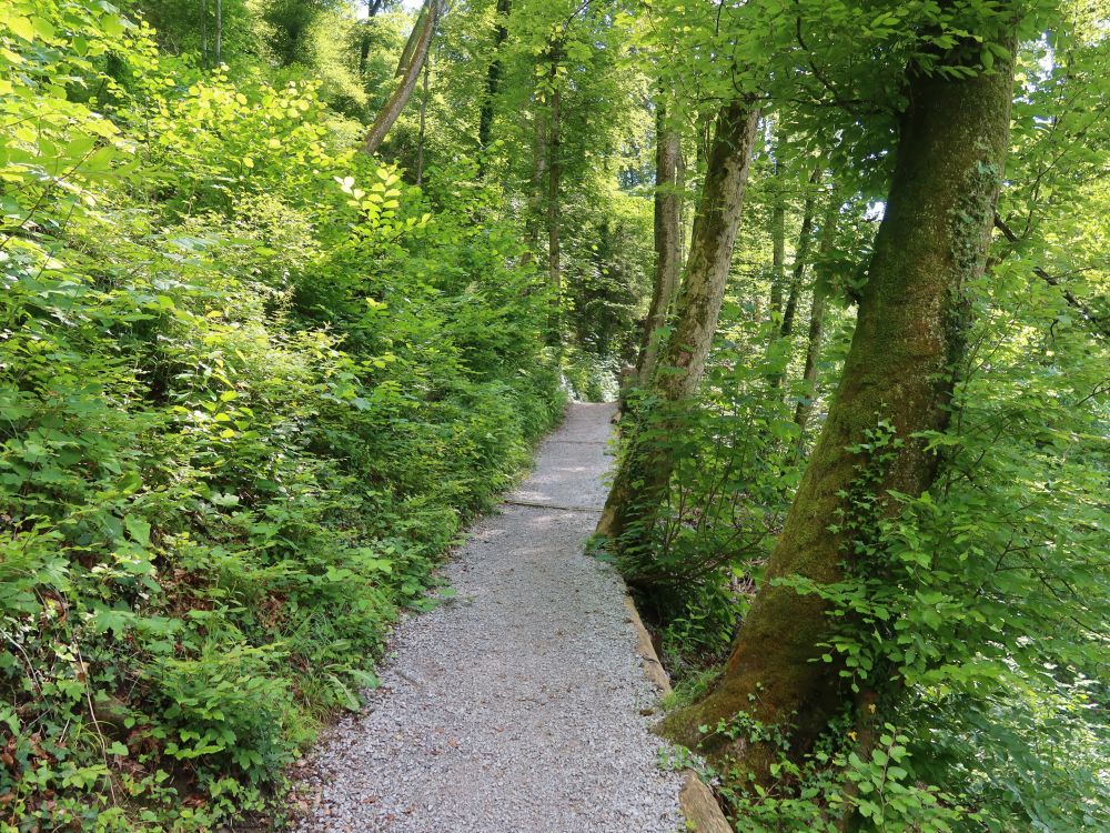 Waldweg