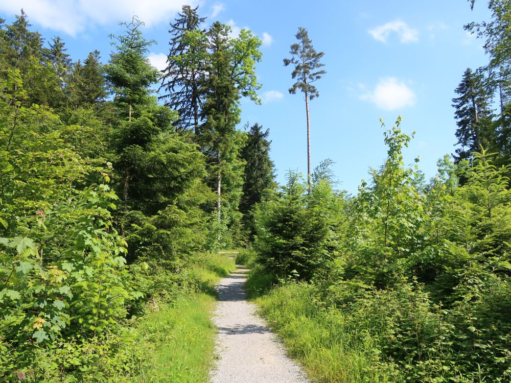 Waldweg