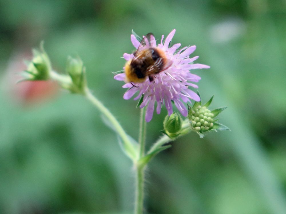 Hummel auf Witwenblume