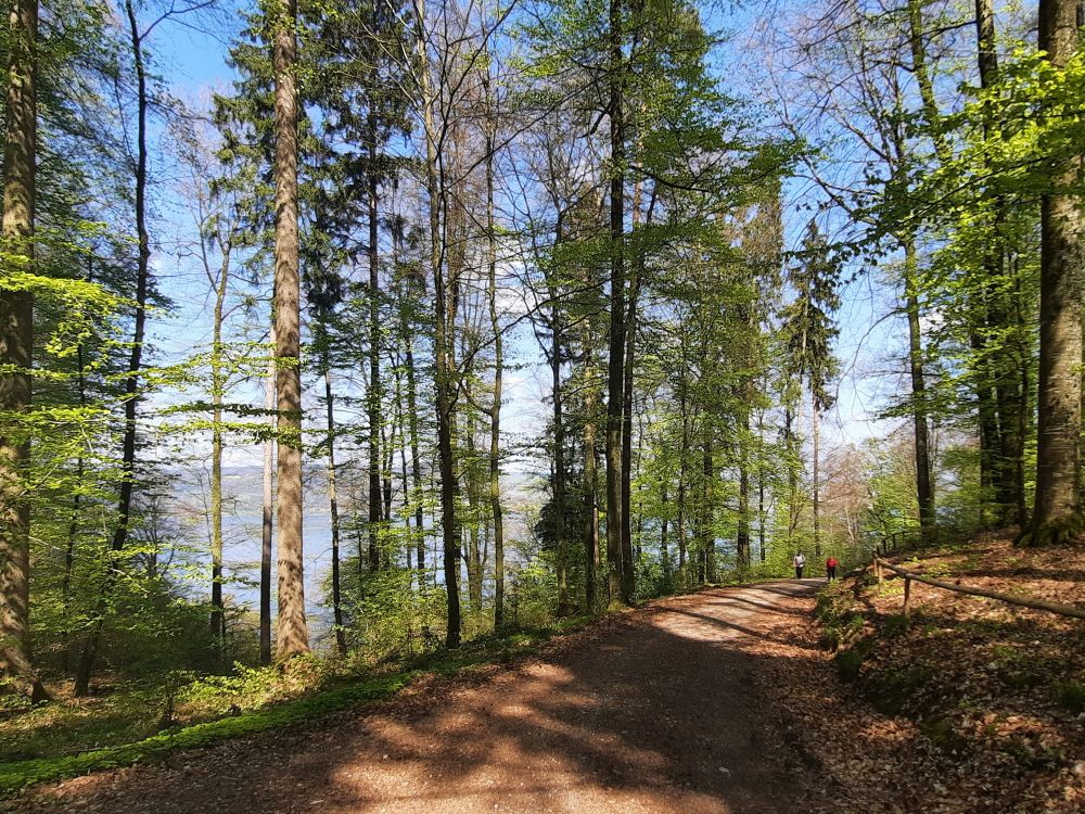 Waldweg südlich von Waldruh