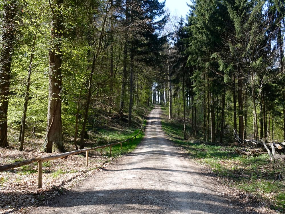 Waldweg in Waldruh