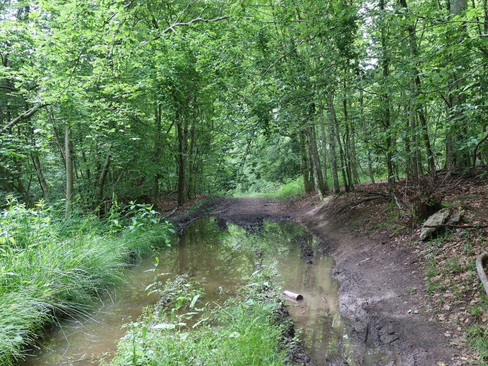 überfluteter Waldweg