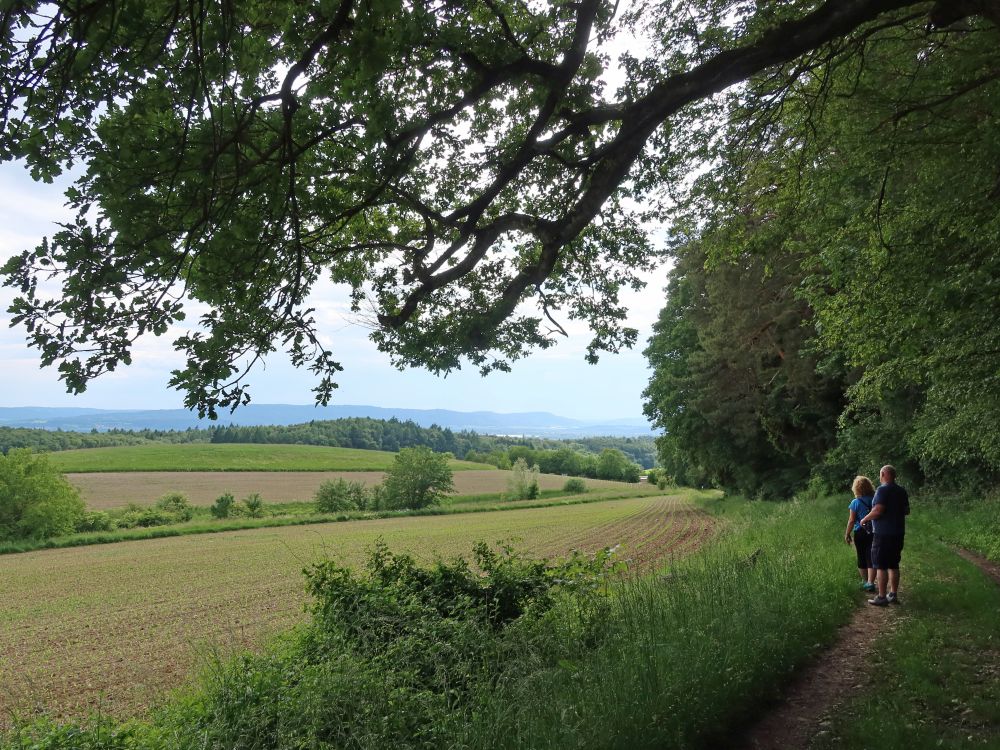 Weg am Waldrand