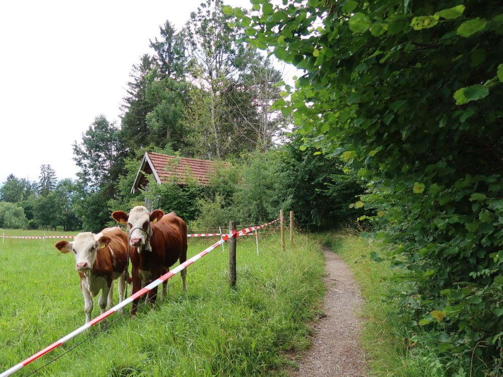 Kühe am Wanderweg