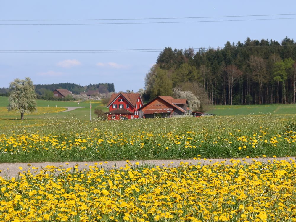 Bauernhof bei Staubhausen und Löwenzahn