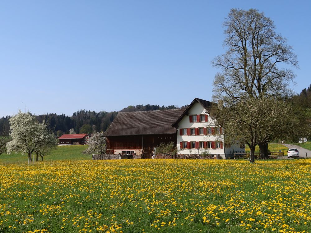 Löwenzahn und Bauernhof