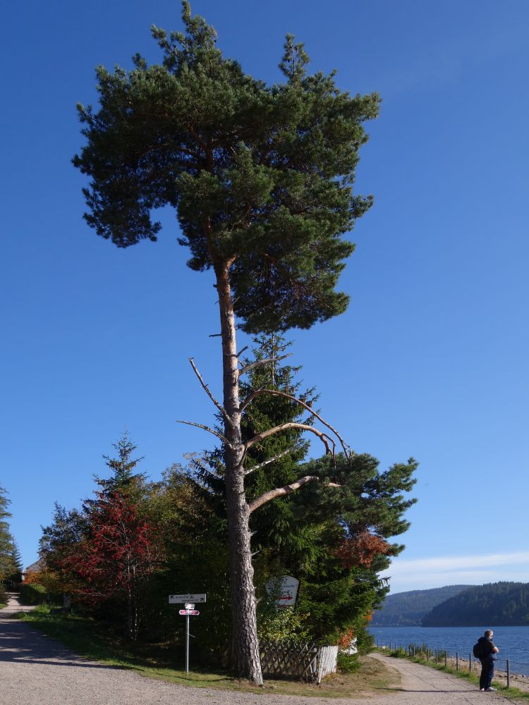 Baum am Schluchseeufer