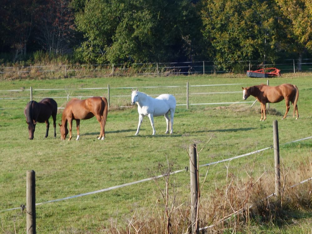 Pferde am Waldhofweg