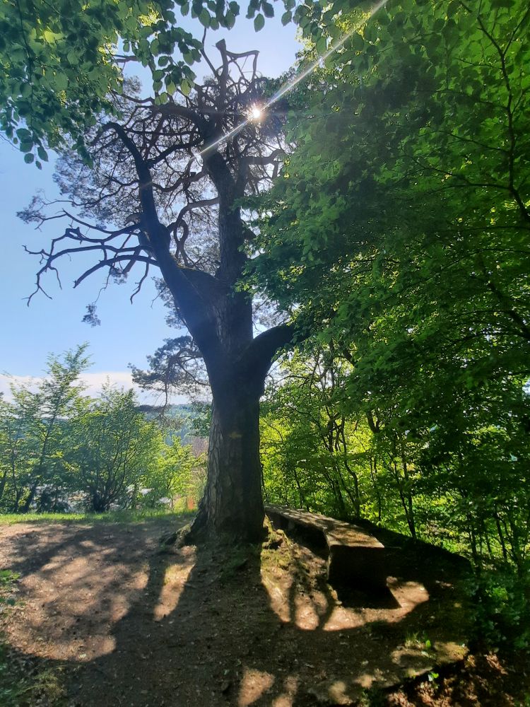 Baum im Gegenlicht