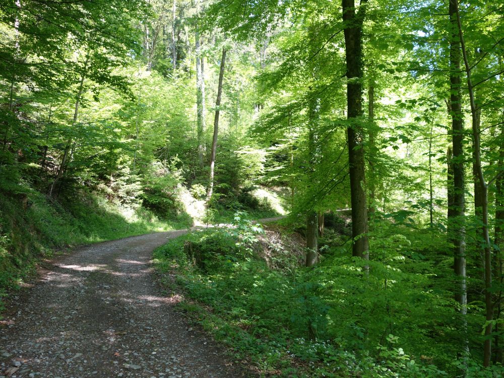 Waldweg
