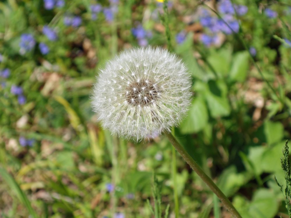 Pusteblume