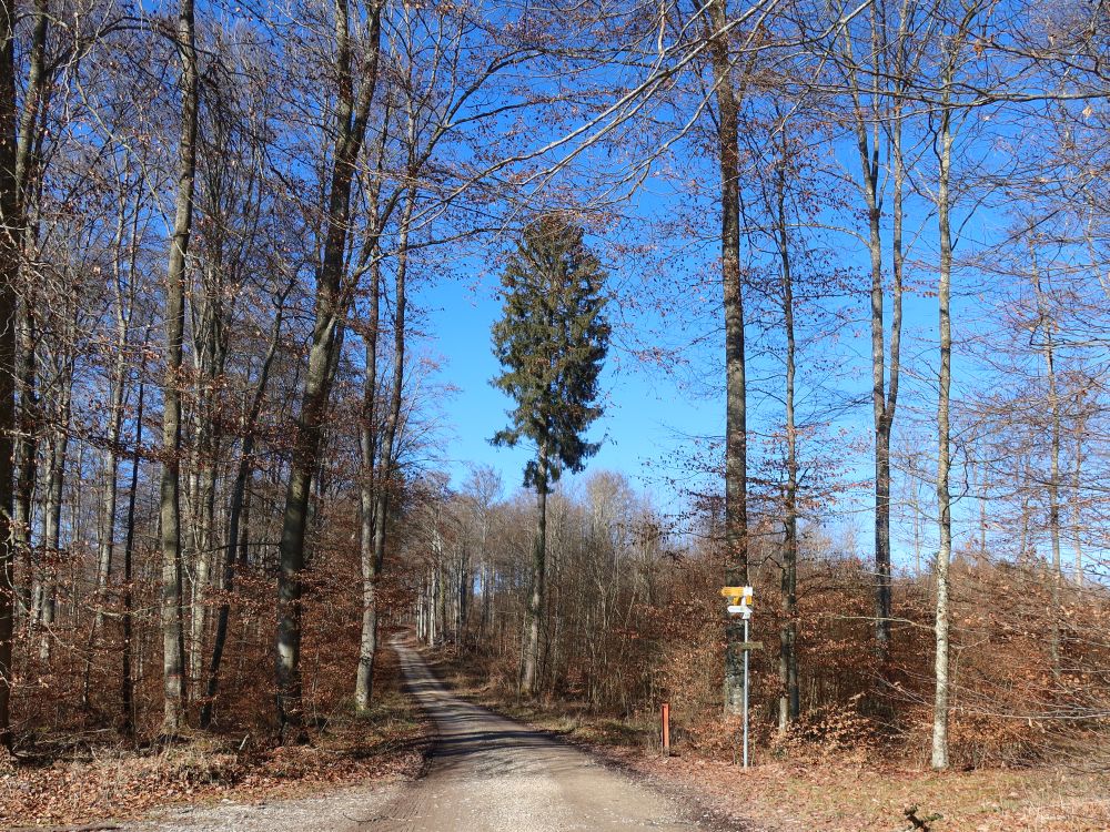Waldweg bei Erget