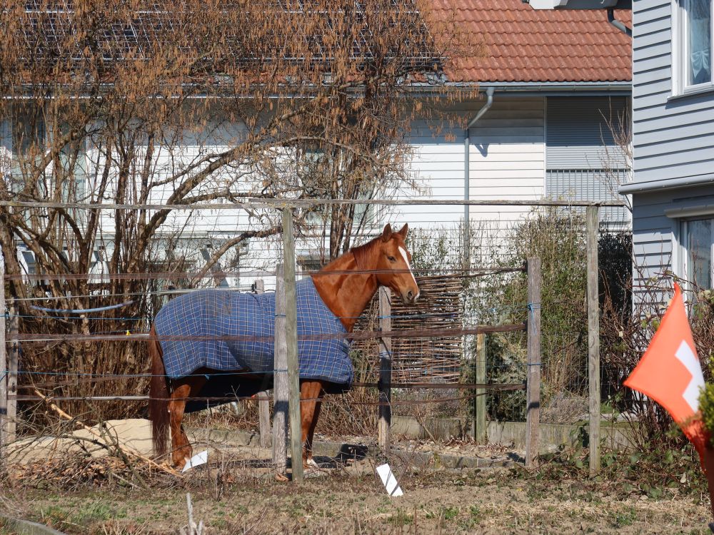 Pferd in Wängi