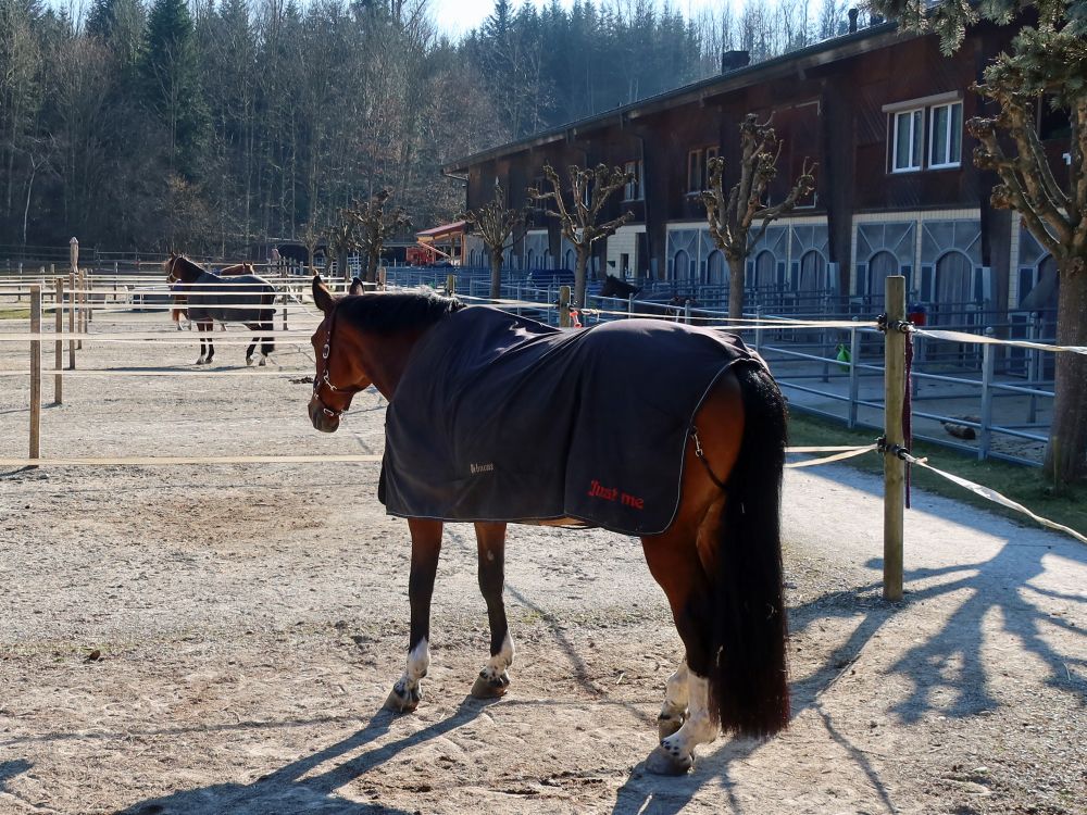 Pferd beim Weierhof